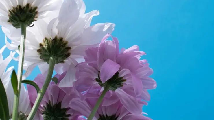 Flores
