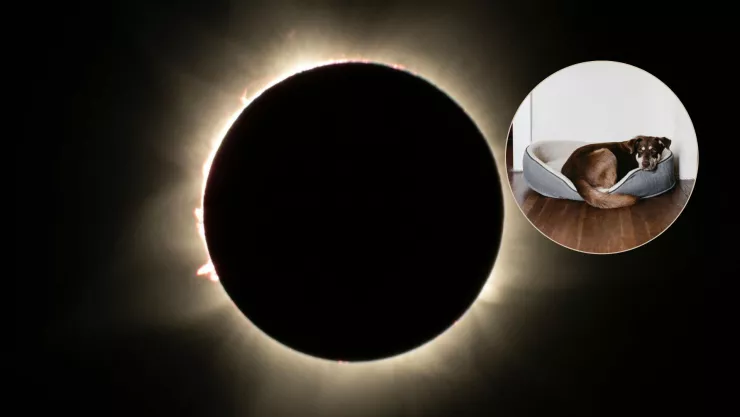 ¿Qué hacer para proteger a tu mascota durante el eclipse solar 2024?