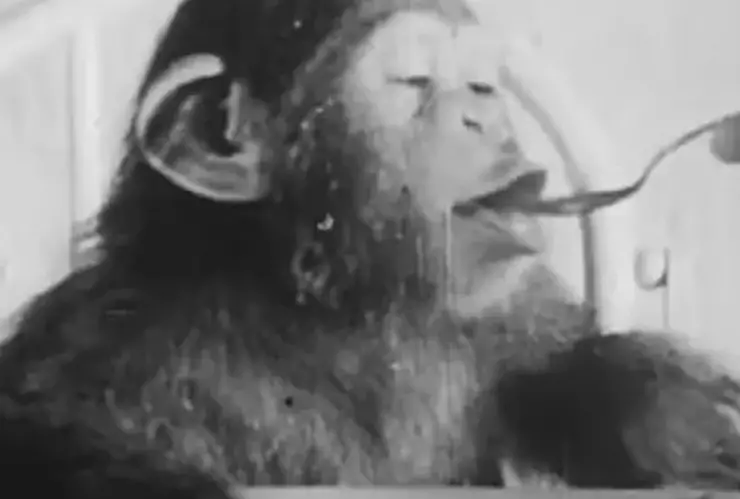 Chimpancé, bebé, psicólogos b.jpg