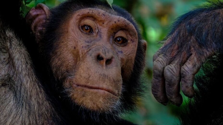 Chimpancés, gorilas, ataque.jpg