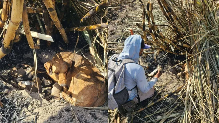 IMÁGENES: Quema de caña provocó la muerte de cachorros en Izúcar de Matamoros