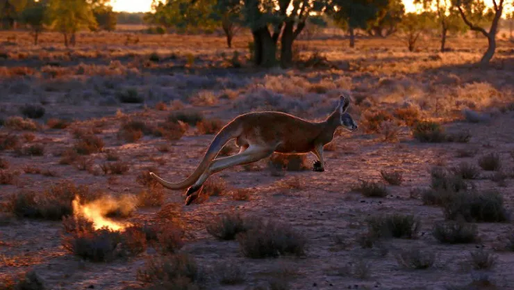 canguro