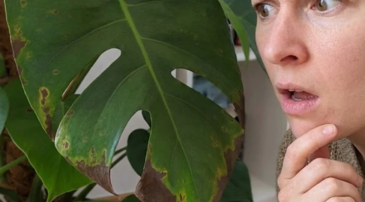Qué hacer cuando una monstera comienza a tener manchas cafés en las hojas