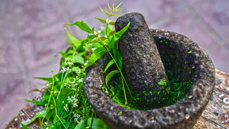 planta olor que las chinches odian