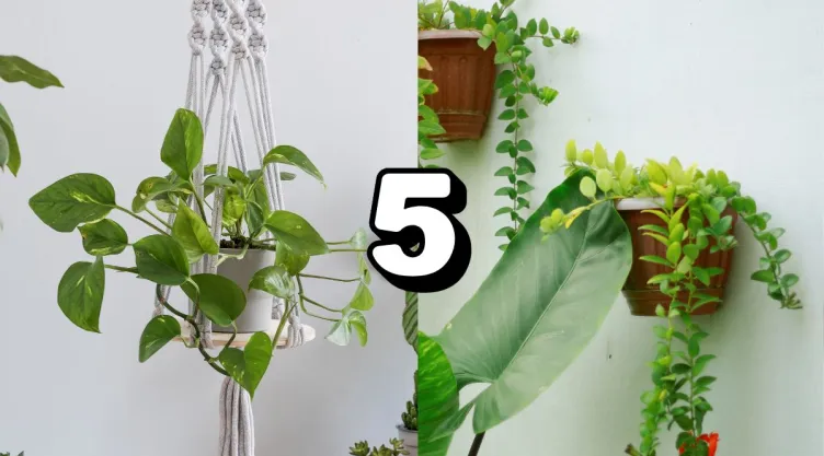 /estilo-de-vida/plantas-colgantes-casa-buena-suerte-feng-shui