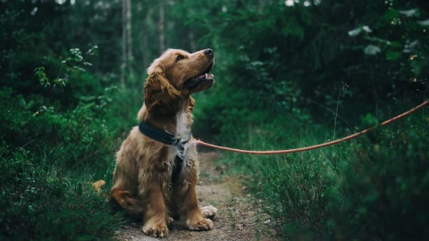 perros-estres-humanos