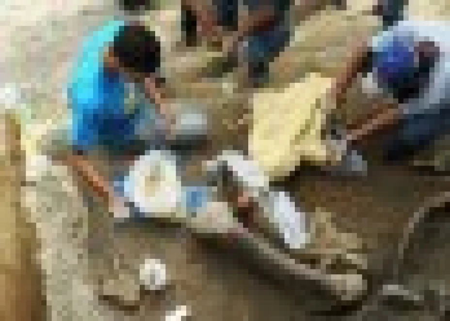 Los fósiles corresponden a mastodonte, tigre dientes de sable, tortuga y caballo antiguo