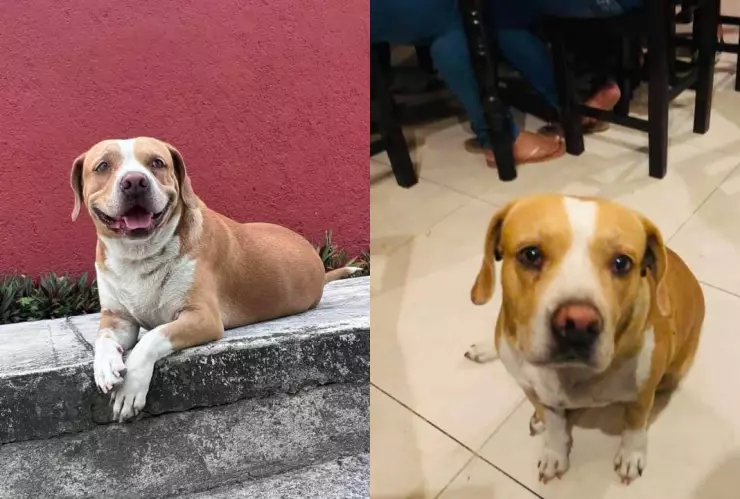 Perro en Cozumel finge ser callejero para pedir comida; piden ya no alimentar a Roberto