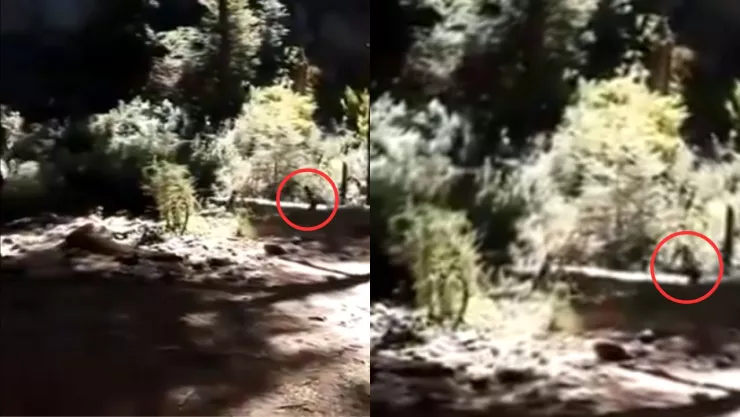 VIDEO|¡De terror! Captan una extraña criatura corriendo por el bosque, ¿es un duende?