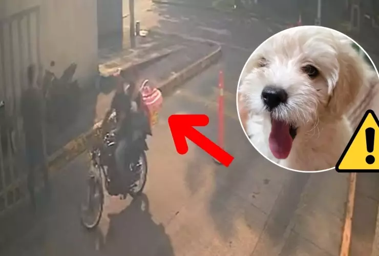 Pareja es señalada por el presunto robo de un perro en Lagos de Puente Moreno, Veracruz