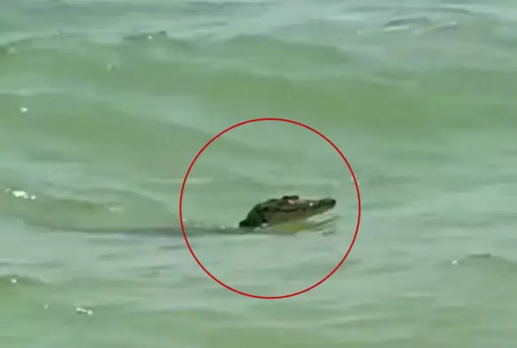 VIDEO_ Reportan NUEVO AVISTAMENTO de cocodrilo, ahora en costas de Celestún