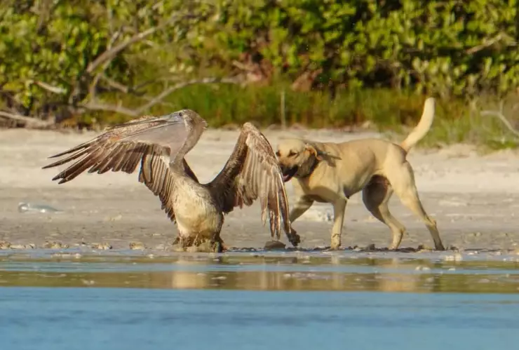 Vida salvaje en Sisal: ¿Qué se sabe del pelícano que fue atacado por una jauría de perros?