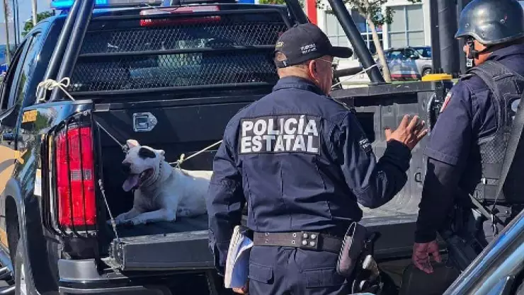 Último momento_ Ataque de perro deja a una estudiante de 22 años severamente herida