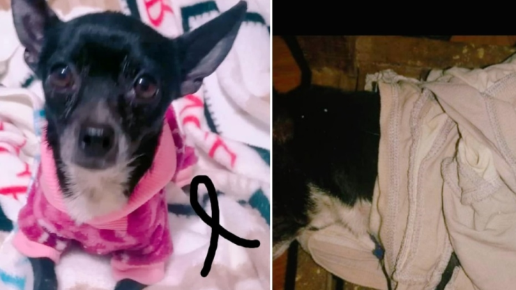 perrito muere por pirotecnia festejos san juedas tadeo