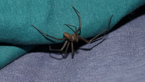 turista-dedos-araña-violinista