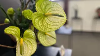 La exposición de Ikebana en la CDMX