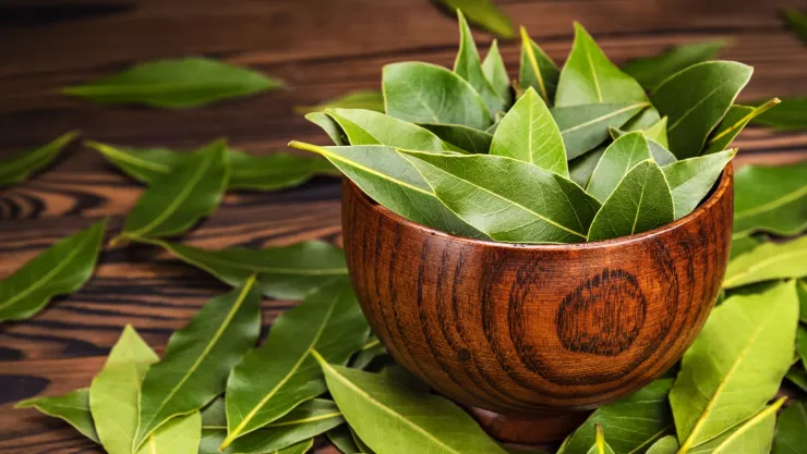 Este es el ritual con laurel para conseguir trabajo.