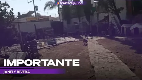 Su cuidadora falleció y ahora no tienen dónde vivir; 45 perritos esperan a ser adoptados