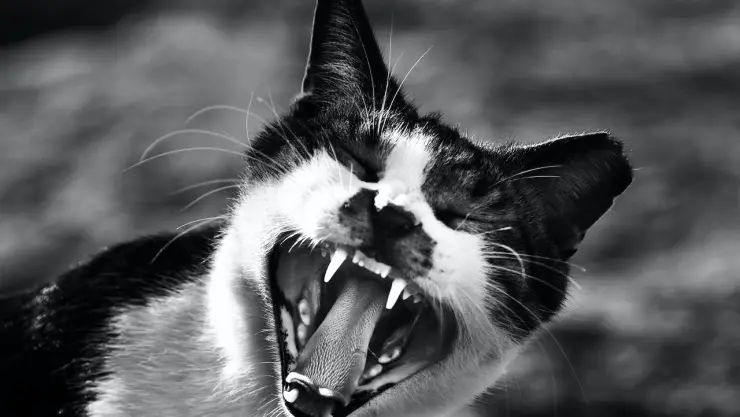 ¿Rabia en humano? Analizan posible caso por mordida de gato