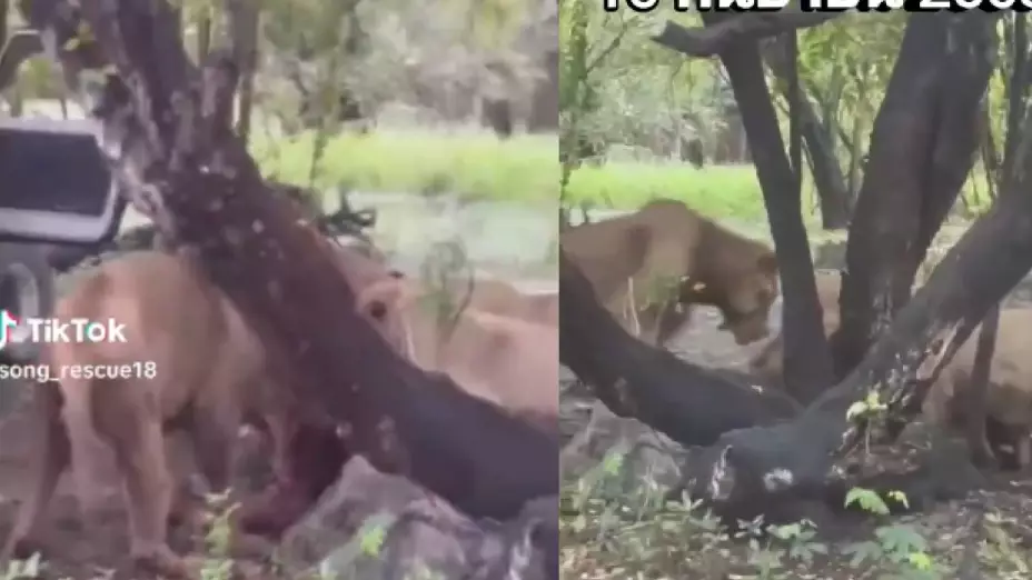 VIDEO: Cuidador de zoológico sufre ataque de leones cuando los alimentaba; murió frente a turistas