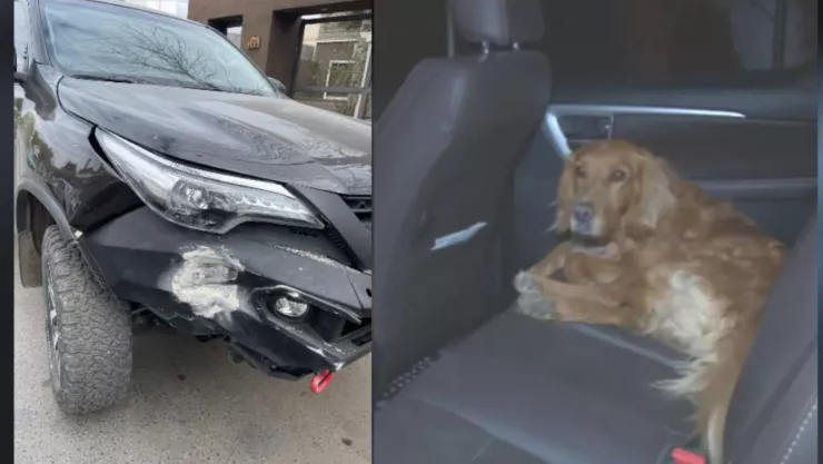 perrito choca camioneta contra pared