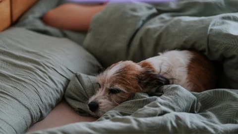 Es peligroso que tu mascota duerma en la misma cama que tú.