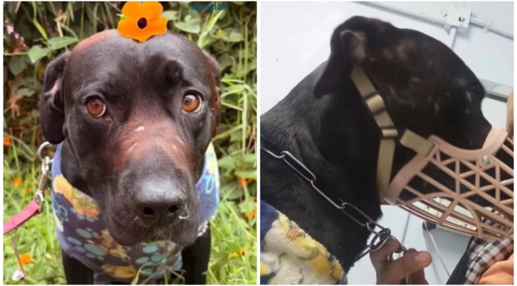 Abandonan a perro en CDMX tras no tener espacio en casa de sus dueños.
