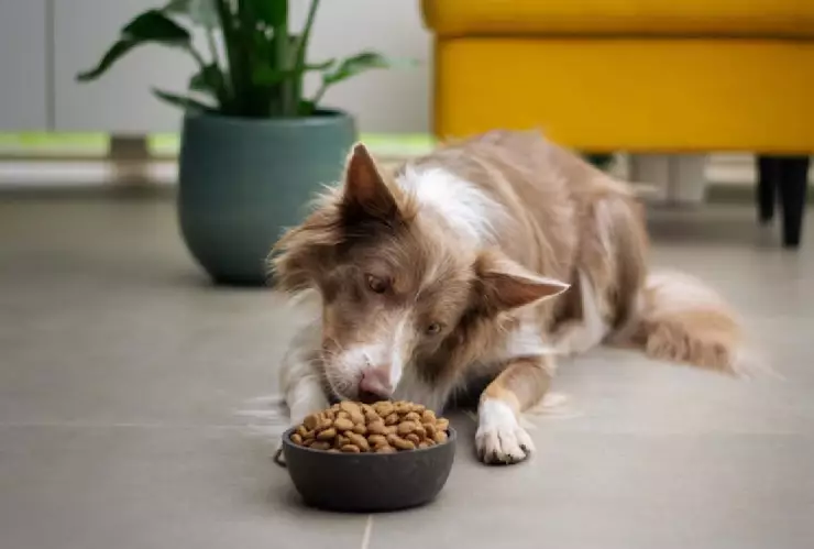 Las peores croquetas para perros en México 2023 según la Profeco