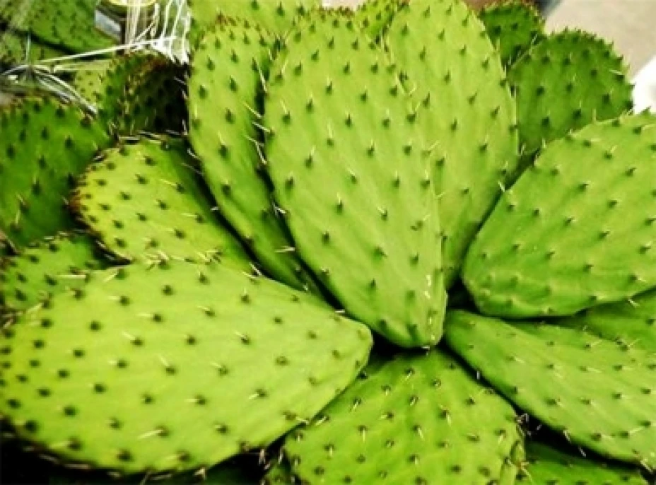 Empanizadort