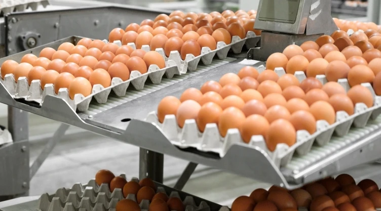 Una fábrica avícola en Estados Unidos