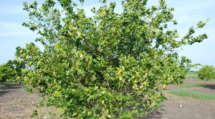 Limon Secretaria Agricultura