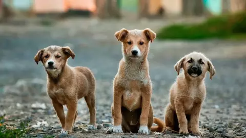 Mascotas podrán tener su acta en el Registro Civil de Yucatán