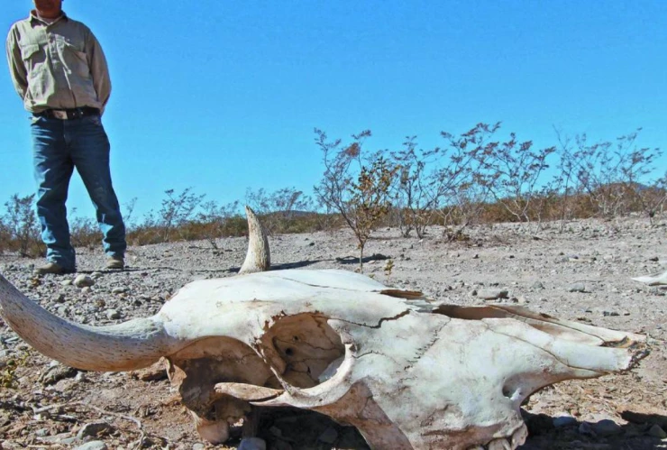 Sequía en Chihuahua.