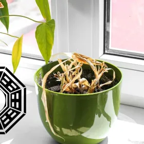 Qué quiere decir que una planta se te marchite en octubre