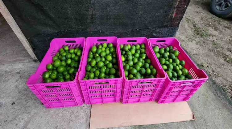 260729 AGRICULTURA LIMÓN PERSA L.jpg