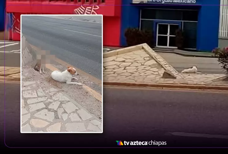 Perrito atropellado Tuxtla