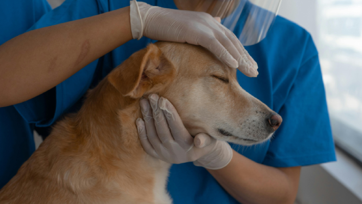 Jornada veterinaria Chihuahua.jpg