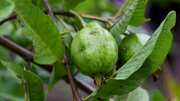 El té que combate la diarrea, el acné y deja una piel radiante
