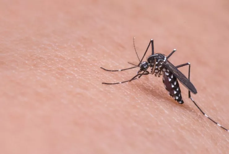 Mosquito del dengue en Tijuana