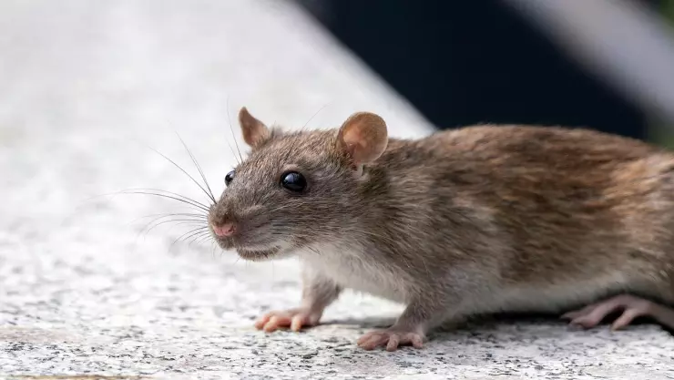 Por esto el hantavirus 2026 no es como el Covid