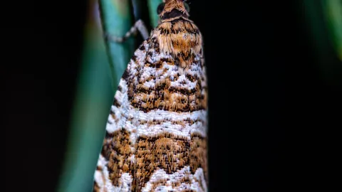 Las larvas de las polillas adultas son las que se alimentan de textiles naturales en tu armario