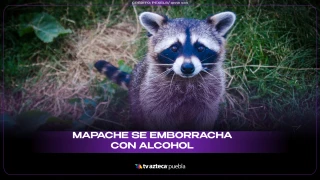 mapache sitio.png