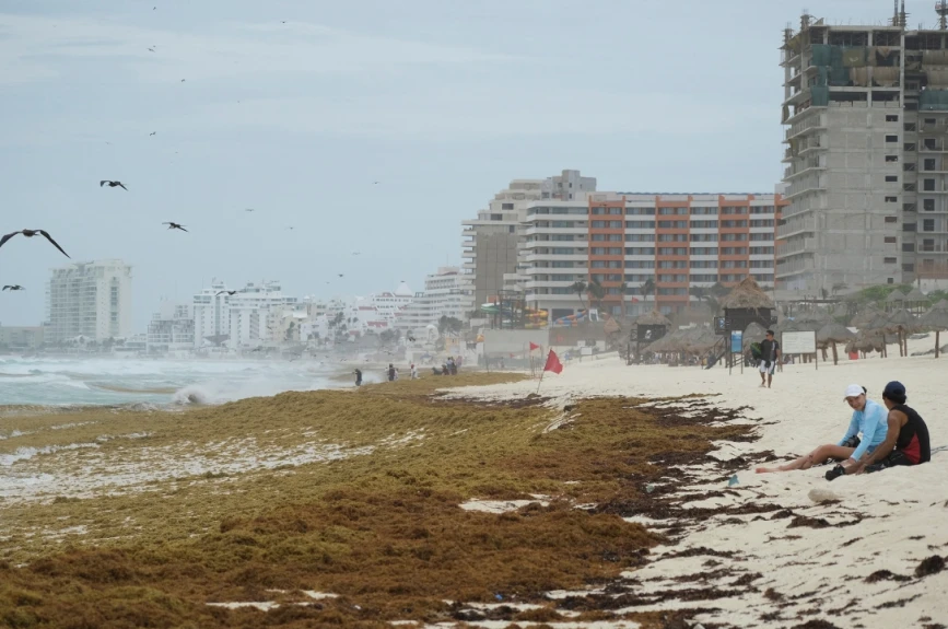 Alerta máxima en la Costa Maya de Quintana Roo: Playas de Mahahual y Xcalak invadidas de Sargazo; más de 3 mil toneladas afectan al turismo y la vida marina.