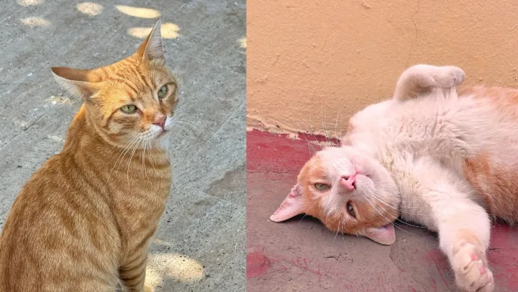 Gatos naranjas: qué dice la ciencia sobre la genética su color y la razón de su fama