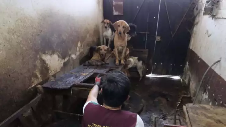 Rescatan a 70 perros que eran engordados para taquerías en Edomex