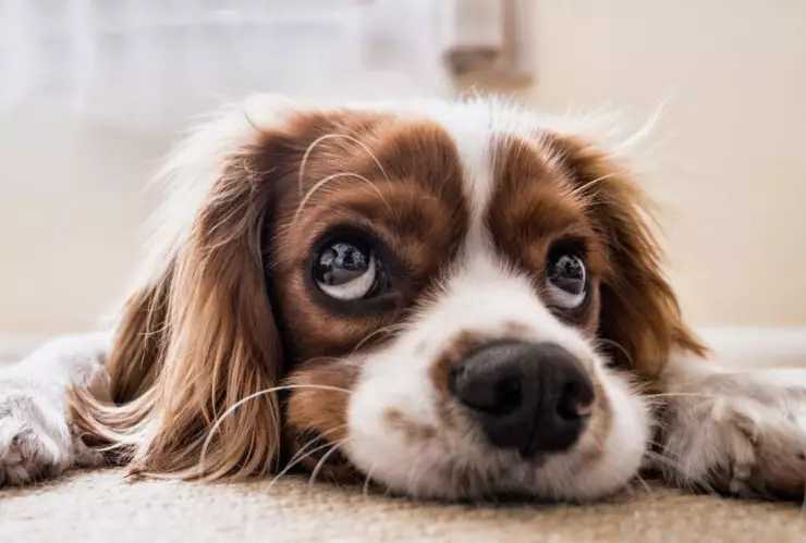 Mascotas podrían contagiarse de viruela del mono.