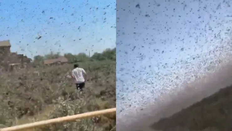 plaga langostas