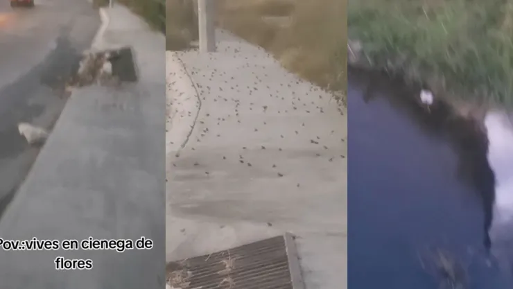 Impactante invasión de sapos en Nuevo León se vuelve viral (VIDEO).jpg