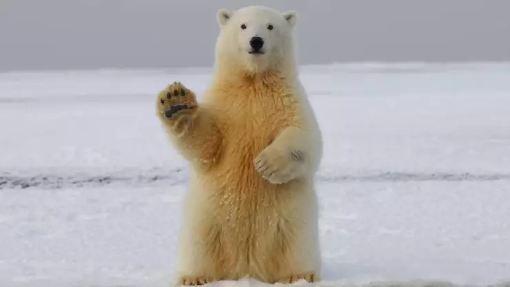 Foto de un oso polar durmiendo gana premio de fotografía de vida Salvaje.jpg