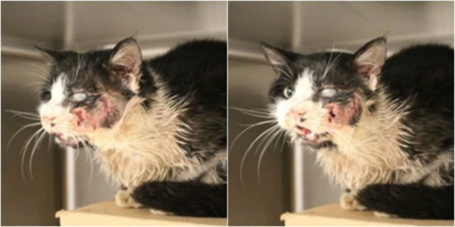 Bart, el gato “Zombie”